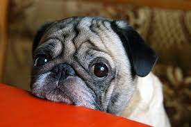 So, when you find something that your. How Dog Trainers Address Canine Fear Periods Innovative K9 Academy