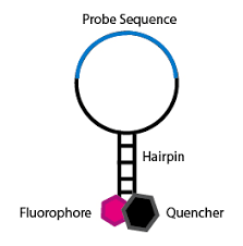 Snp file or touchstone file. Snp Genotyping Wikipedia