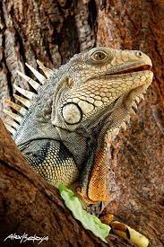 5 Different Types Of Chameleons Iguana Pet Cute Reptiles Iguana