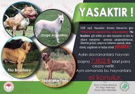 Kayseri De Tehlikeli Kopek Uyarisi Bursada Bugun Bursa Bursa Haber Bursa Haberi Bursa Haberleri Bursa