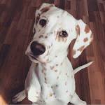 Dalmatian (dog) - Wikipedia