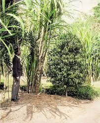 Image result for Coffea schliebenii