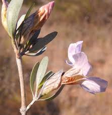 Image result for Petalidium englerianum