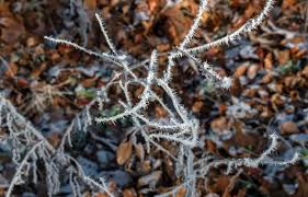 We did not find results for: How To Kill Winter Weeds In Your Garden 2021 Own The Yard