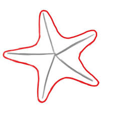 How To Draw A Starfish Starfish Drawing Drawing Stars Starfish