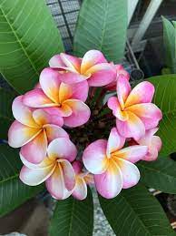 Pin On Plumeria Flowers
