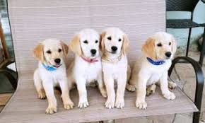 Los angeles california pets and animals. Service Dog School California Superdog Service Dogs