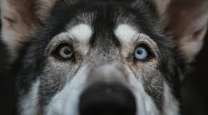 We did not find results for: Siberian Husky Mixes 20 Different Cross Breeds With Pictures