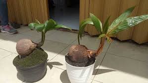 Apabila memungkinkan petiklah sendiri bibit langsung dari pohonnya. Bonsai Kelapa Jenis Cara Membuat Dan Perawatan Tanaman