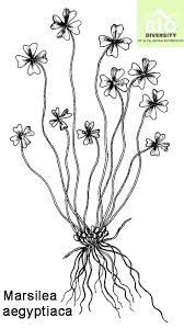 Image result for Marsilea aegyptiaca