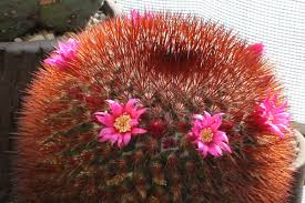 Description mammillaria senilis cactus this mammillaria produces beautiful red flowers, your plant may not be flowering, usually the flower in the hottest month of the year. A Small Collection 2015 And Beyond Page 30 Cactiguide Com