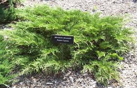 They thrive in zones 4 through 7. Choosing Evergreens For Your Landscape Umn Extension