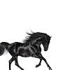 Billy ray cyrus by phoebe britton on vimeo, the home for high quality videos and the people who love them. Https Encrypted Tbn0 Gstatic Com Images Q Tbn And9gcq0koaypi3pz8 Nhdj Eztd2fsbtsuipjnunhofebqnqgnq9h2d Usqp Cau