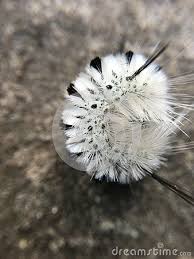 Big Fuzzy Black And Red Caterpillar Poisons Black And White Caterpillar Curled In A Ball On A Grey Stone Background Isolated Macro Nature Black And White Background Nature Photos