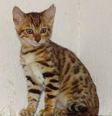 bengal kitten mit stammbaum barntrup kalaydo de bengal katzchen trodelmarkt flohmarkt