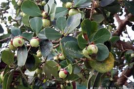 Image result for Clusiaceae