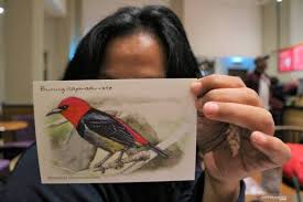 Maybe you would like to learn more about one of these? Pemeran Kehati Kenalkan Spesies Burung Langka Asal Rote Terkini Com