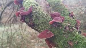 Na koniec posypać sezamem, kiełkami, doprawić do smaku. Uszaki Bzowe Czyli Nasze Polskie Grzyby Mun Youtube