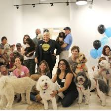 I paid a total of $100 to the salon. The Original English Goldendoodle A Wonderful Working Dog Or Pet Teddybear Goldendoodles