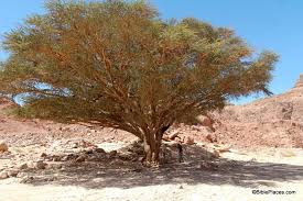 Check spelling or type a new query. Acacia Acacia Tree Tree Wood Tree