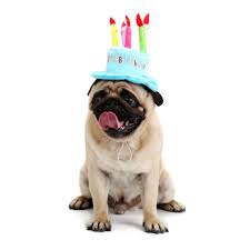 Happy Birthday Dog Hat Dog Birthday Hat Dog Gifts Dog Hat