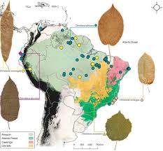 Image result for Carpodiptera africana