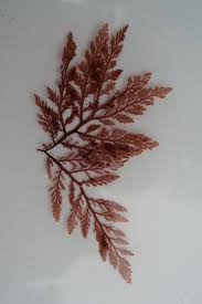 Image result for Microcoelia hirschbergii