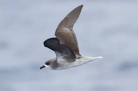Zino Petrel Google Search Sea Birds Madeira Madeira Island