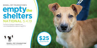 Please consider adopting an fiv kitty! Michigan Animal Shelters To Offer 25 Pet Adoptions May 4