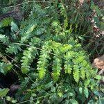 Image result for Blotiella natalensis