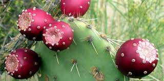 Oubliez le goût de la figue traditionnelle : Pourquoi Et Comment Manger Du Cactus Recette Simple Pour Le Cuisiner