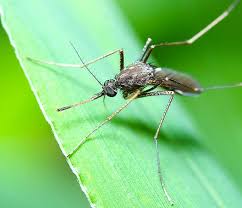 Maybe you would like to learn more about one of these? Quelles Plantes Anti Moustiques Faut Il Planter Dans Son Jardin