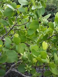 Image result for Sonneratia alba