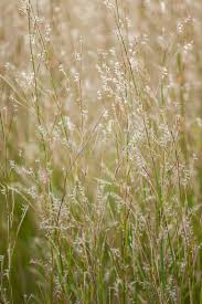Image result for Schizachyrium jeffreysii