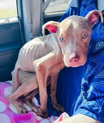 Labor of Love Transport Rescue