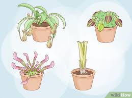 See over 49 pitcher plant images on danbooru. How To Grow Pitcher Plants 9 Steps With Pictures Wikihow