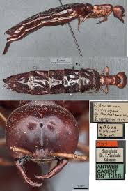 Image result for Antidesma rufescens