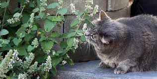 I would guess that 95% of my clients don't think about it until i ask them. What Is Catnip And What Effect Does It Have On Cats Dog Tag Art