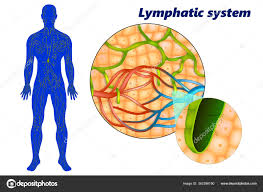 Nach der menschlichen anatomie ist das lymphatische system für die gesundheit des körpers äußerst wir hoffen, dass menschen, die sich für anatomie interessierender mensch, das lymphatische system (fotos, die zeigen. Vektorgrafiken Lymphatic System Vektorbilder Lymphatic System Depositphotos