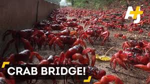 The red crab exhibits one of the most spectacular migrations on earth, despite manmade obstacles. Millions Of Red Crabs Cover Christmas Island During Migration Youtube