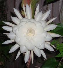 Oxypetalum Night Blooming Cereus W Roots In 2020 Night Blooming Flowers Blooming Plants Moon Garden