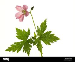 Image result for Geraniaceae
