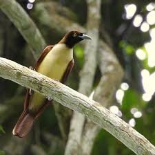 Lesser Bird Of Paradise Images Birds Of Paradise Birds Of Paradise Birds Lesser Bird Of Paradise Paradisaea Minor Birds Of Paradise Birds Paradise