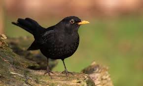 Amsel Aussehen Futter Brutzeit Und Mehr Infos Das Haus Vogel Im Garten Heimische Vogel Amsel Vogel