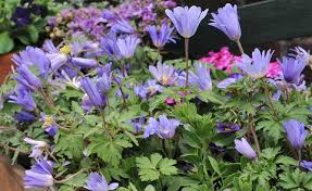 Full sun or partial shade. Balkan Windroschen Strahlen Anemone Pflanzen Und Pflegen Mein Schoner Garten