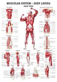 These bones are connected at the back with specialized joints. The Muscular System Deep Layers Back Laminated Anatomy Chart Muscle Anatomy Muscular System Massage Therapy