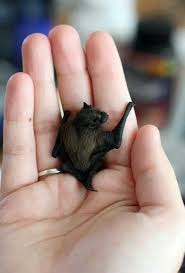 Tiny Bat Cok Sirin Hayvanlar Sevimli Hayvan Yavrulari Bebek Hayvanlar