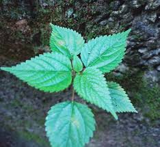 Image result for Tragia glabrata