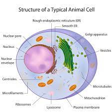 What Causes Cancer Part Ii Mitochondria And Cancer Diagnosis Diet Cell Diagram Animal Cell Cells Worksheet