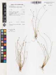 Image result for Eleocharis geniculata
